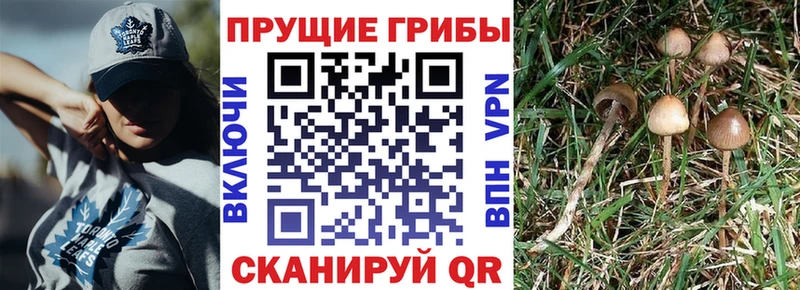Псилоцибиновые грибы Psilocybine cubensis Краснослободск
